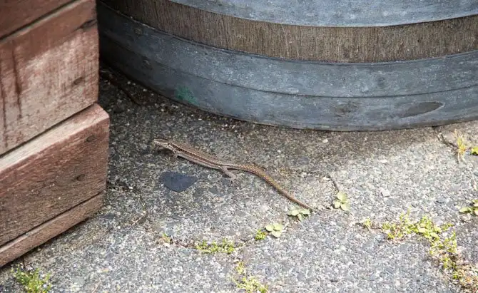 Как в Германии делают вино