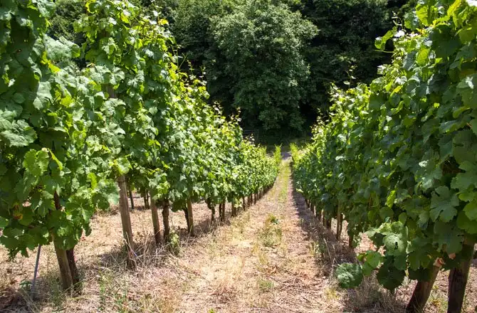 Как в Германии делают вино