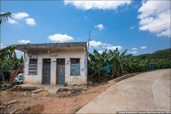 Банановая плантация в Китае