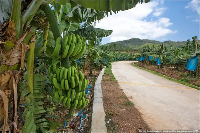 Банановая плантация в Китае