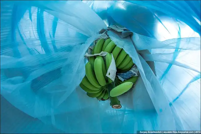 Банановая плантация в Китае