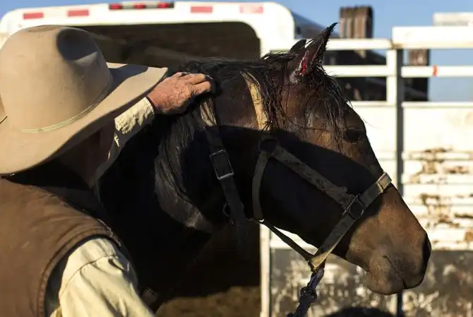 Жизнь на настоящем ранчо