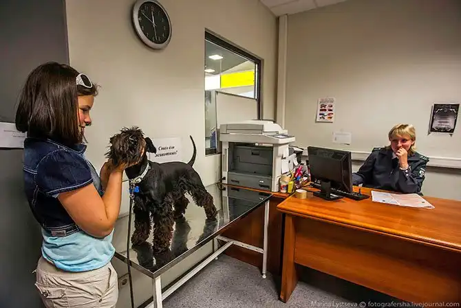 Как перевозят животных в самолете