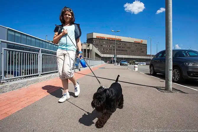 Как перевозят животных в самолете