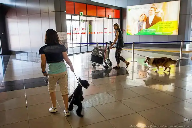 Как перевозят животных в самолете