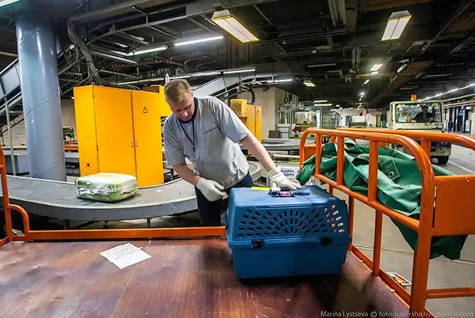 Как перевозят животных в самолете