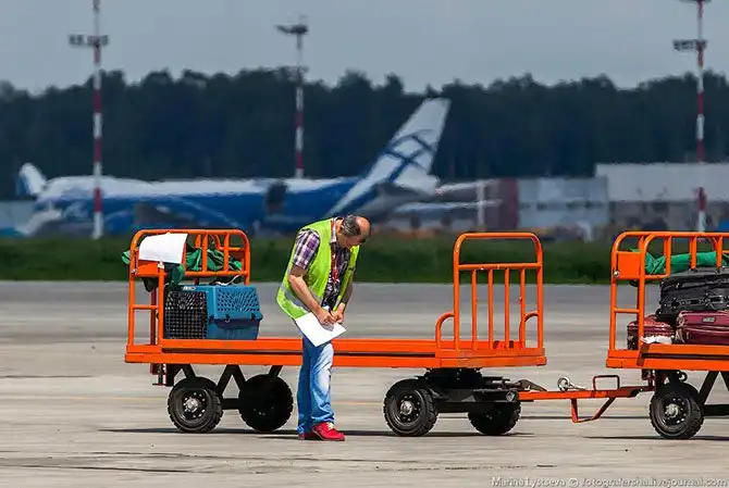 Как перевозят животных в самолете