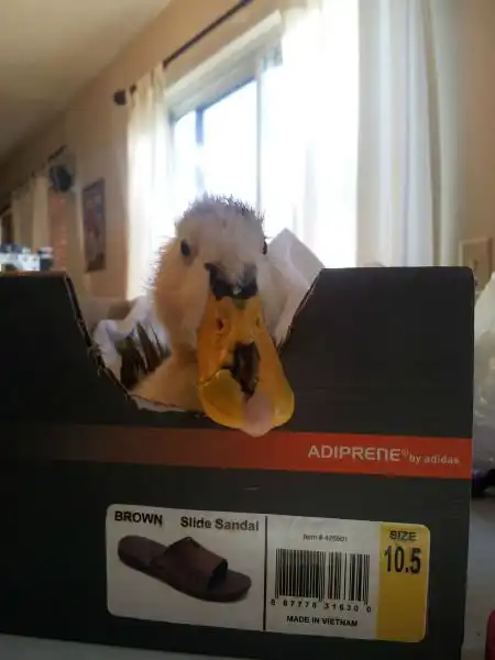 Спасенная утка - Лаки