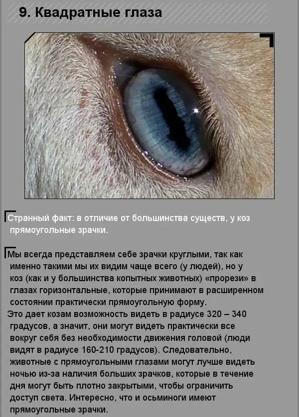 Удивительные факты о необычных созданиях природы