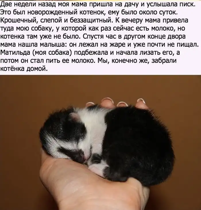 Как котенок нашел необычную маму