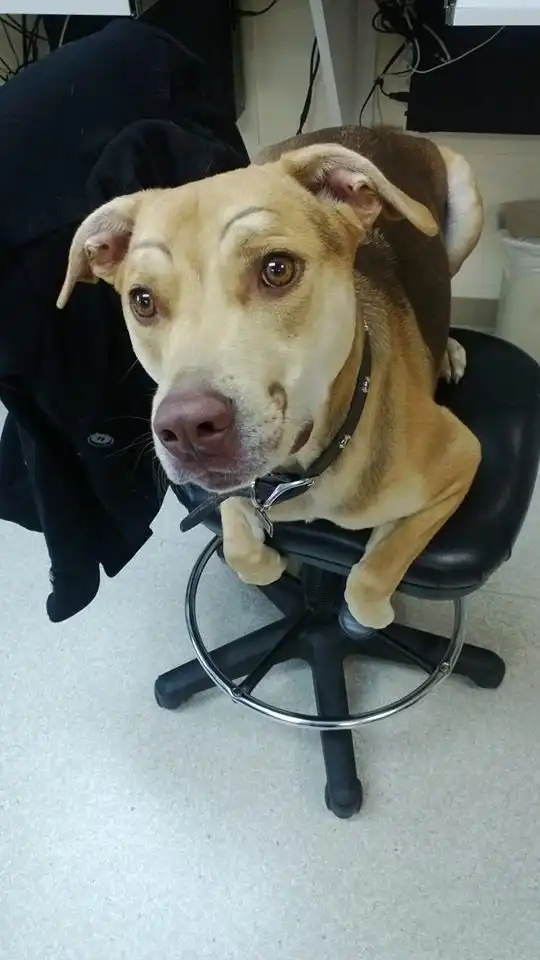 Собаки-бровастики - новая интернет-истерия