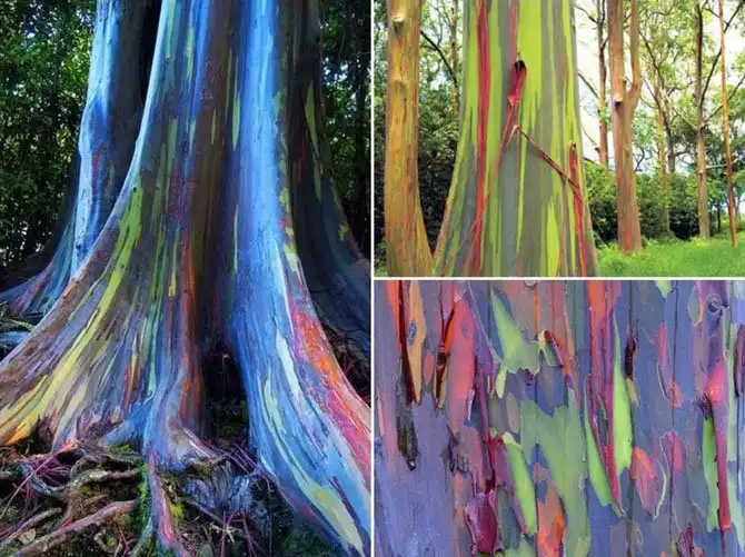 Леса нашей планеты