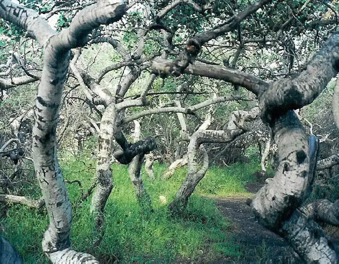 Леса нашей планеты