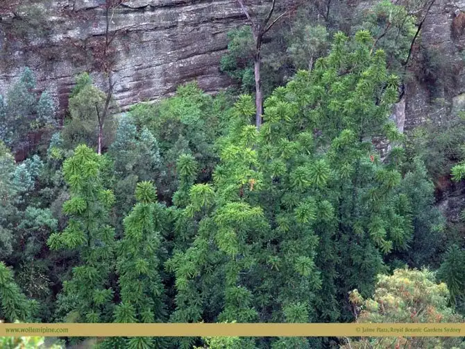 Леса нашей планеты
