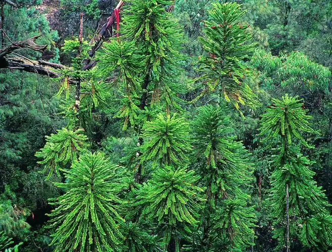 Леса нашей планеты