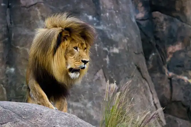 Удивительные развлечения от «Уолта Диснея»