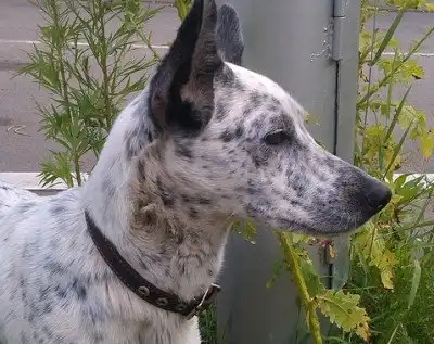 Отдам собачку Герду