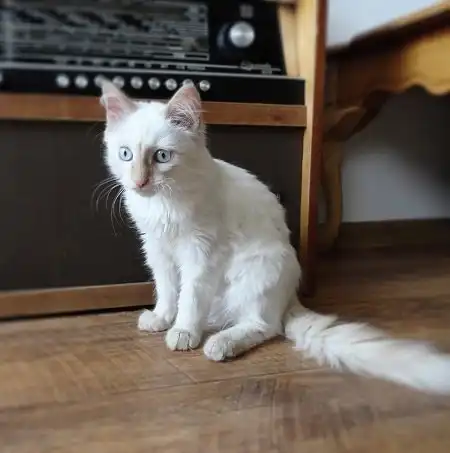 Отжам котёнка Амурчика