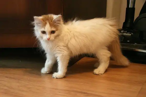 Чудесный котенок ищет дом