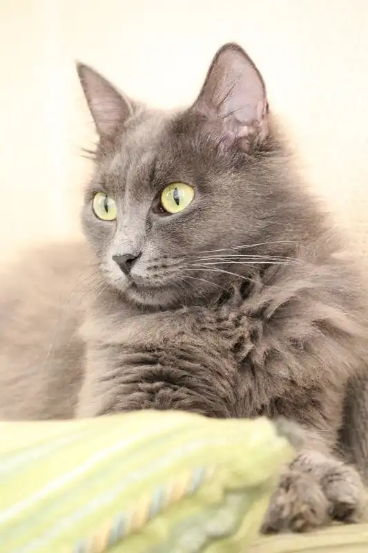 Отдам кошку Мелани