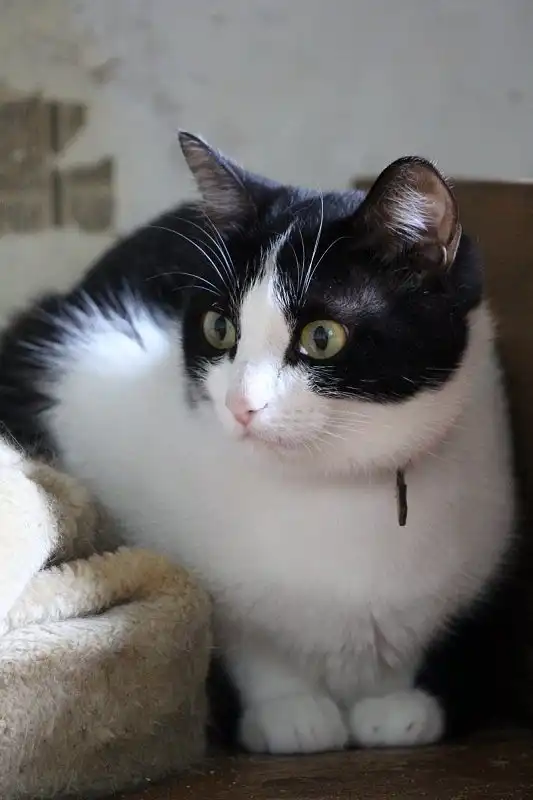 Отдам кошечку Бренду