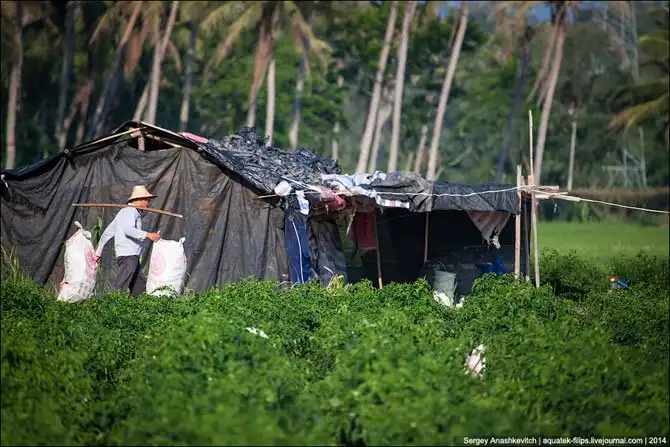 Горячие чилийские перцы и китайские женщины на одной плантации