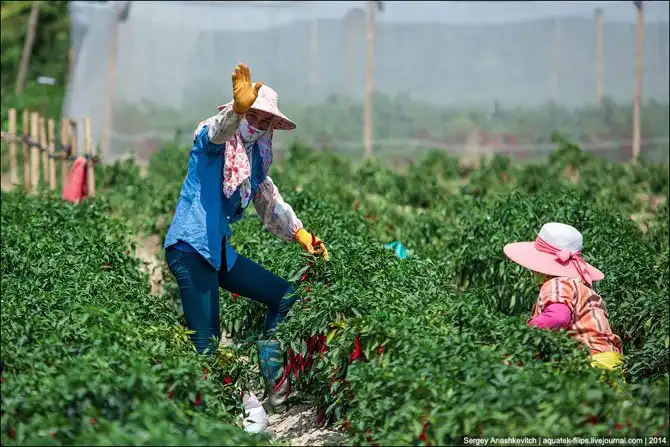 Горячие чилийские перцы и китайские женщины на одной плантации