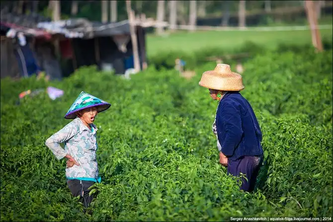 Горячие чилийские перцы и китайские женщины на одной плантации