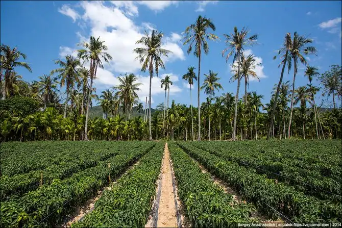 Горячие чилийские перцы и китайские женщины на одной плантации