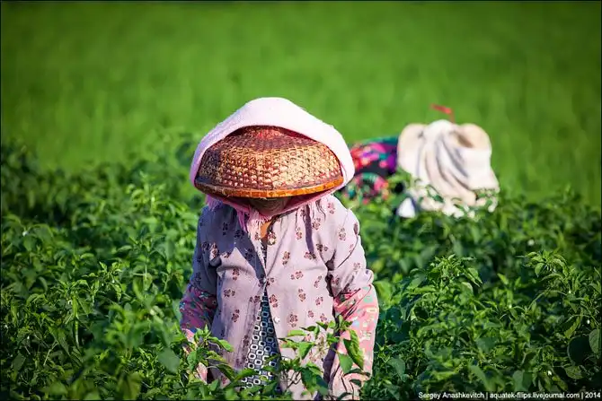 Горячие чилийские перцы и китайские женщины на одной плантации