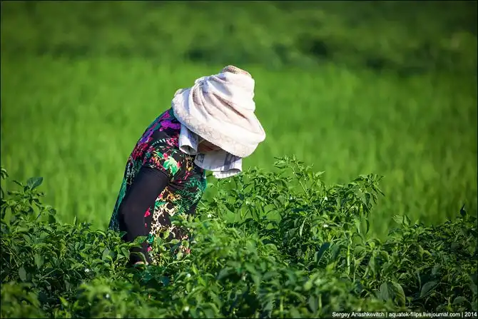 Горячие чилийские перцы и китайские женщины на одной плантации