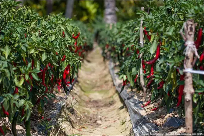 Горячие чилийские перцы и китайские женщины на одной плантации