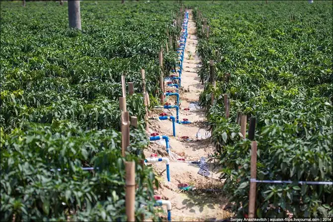 Горячие чилийские перцы и китайские женщины на одной плантации