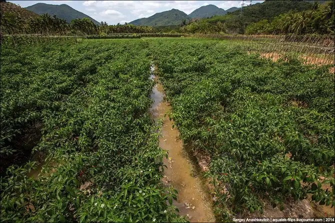 Горячие чилийские перцы и китайские женщины на одной плантации