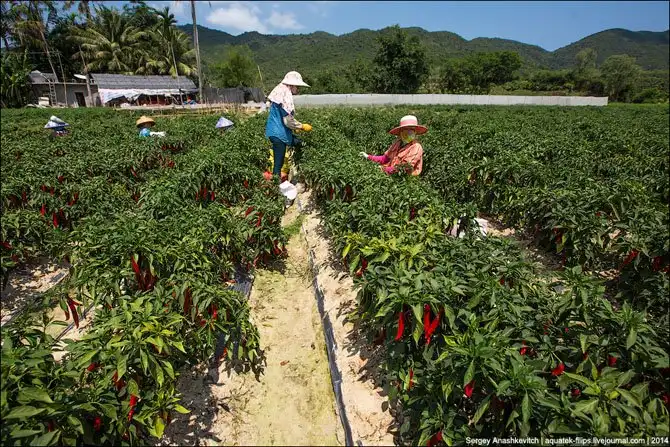 Горячие чилийские перцы и китайские женщины на одной плантации