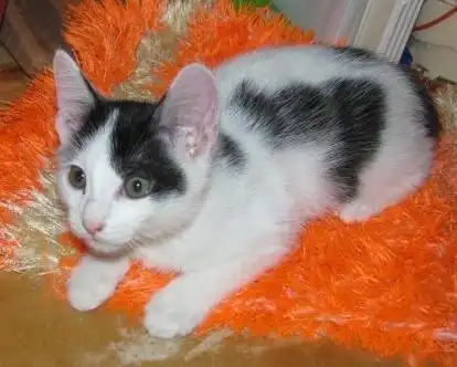 Отдам котят