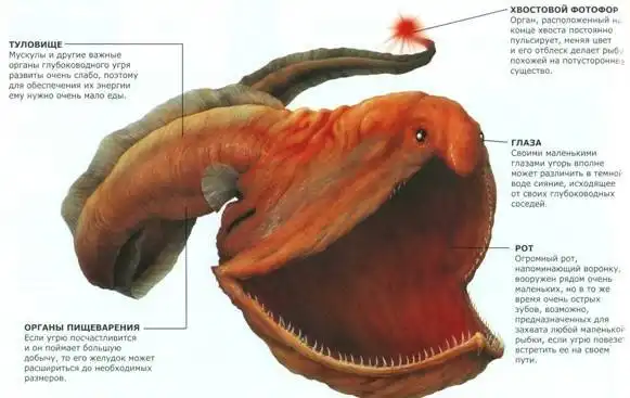 Пеликановый угорь