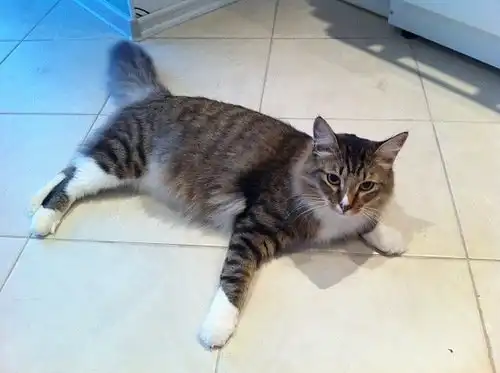 Отдам кота Рекки