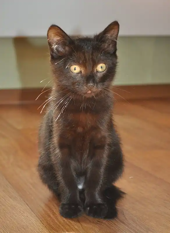 Отдам котёнка