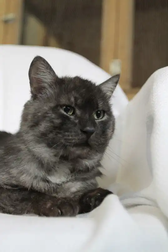 Отдам кота Ермака