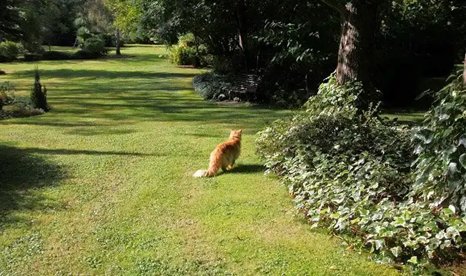 Один день во французской деревне