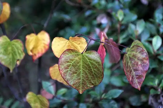 Один день во французской деревне