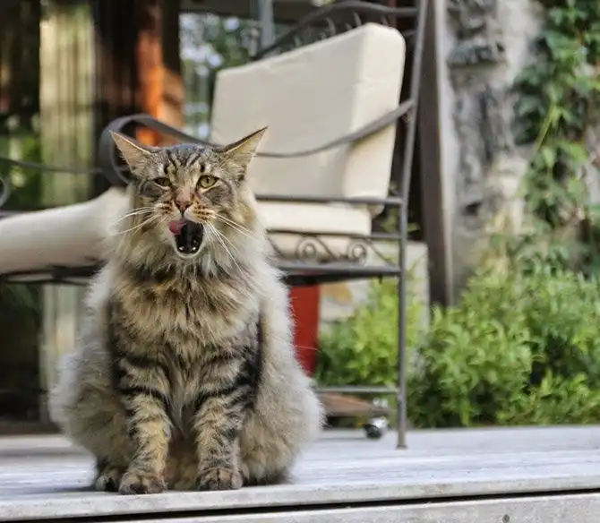 Один день во французской деревне