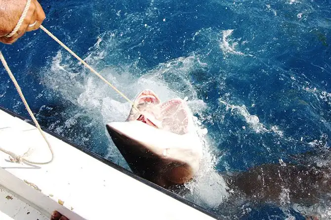 Как поймать акулу за хвост?