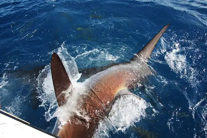 Как поймать акулу за хвост?