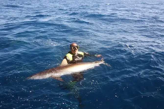 Как поймать акулу за хвост?