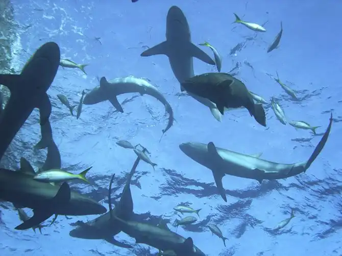 Как поймать акулу за хвост?