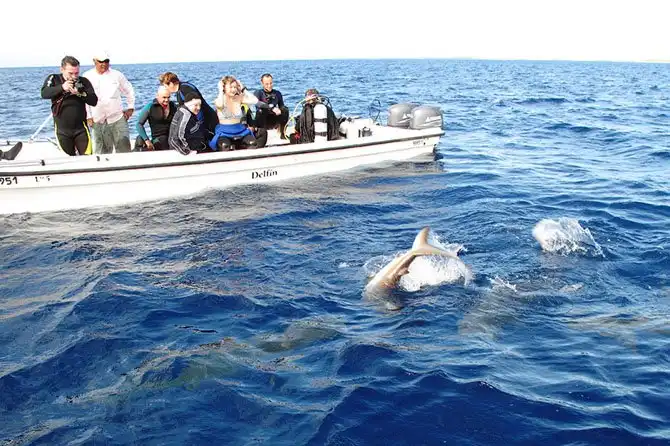 Как поймать акулу за хвост?