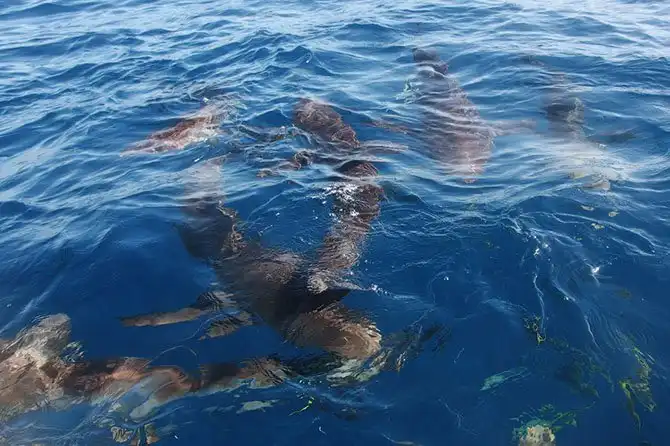 Как поймать акулу за хвост?