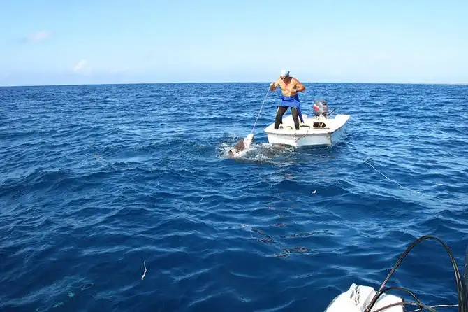 Как поймать акулу за хвост?